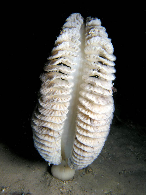 Sarcoptilus grandis